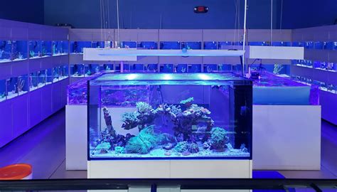 About Us – Blue Reef Aquatics Tropical Fish.